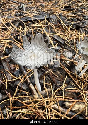 Coprinopsis lagopus - hare's foot inkcap mushroom. Stock Photo