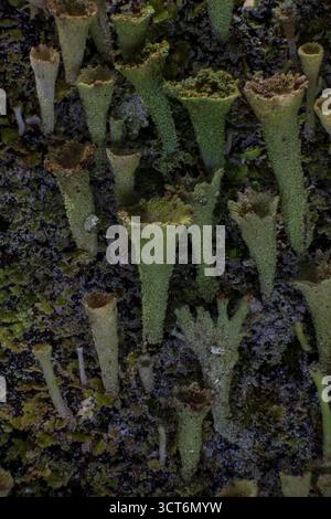 Cup lichen colony growing on shaded bark with detailed tube structures and moss texture, macro forest close-up. Stock Photo