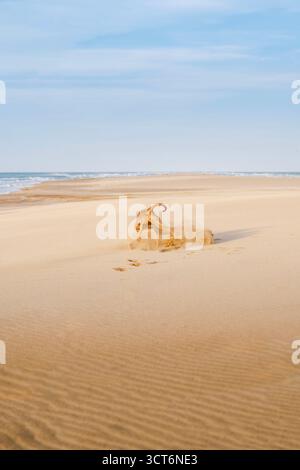 Weimaraner dog digging in sand on beach, creating dust cloud while playing and exploring. Active pet behavior on coast, Spain outdoors Stock Photo