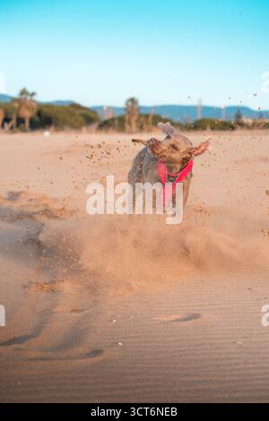 Weimaraner young dog with pink harness shaking head while running through the sand on a beach, kicking up a lot of sand Stock Photo