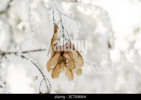 Ice crystals from roarfrost on Amur maple (Acer tataricum subsp. ginnala) seeds at sunshine in winter, Bavaria, Germany Stock Photo