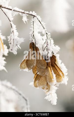 Ice crystals from roarfrost on Amur maple (Acer tataricum subsp. ginnala) seeds at sunshine in winter, Bavaria, Germany Stock Photo