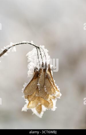 Ice crystals from roarfrost on Amur maple (Acer tataricum subsp. ginnala) seeds at sunshine in winter, Bavaria, Germany Stock Photo