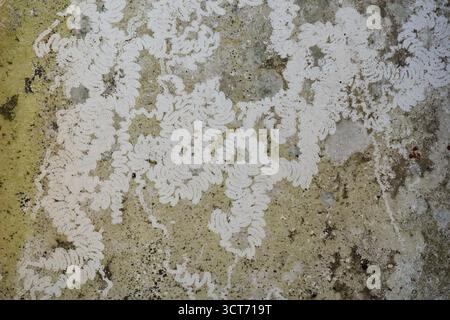 Old dirty wall with abstract squiggly graphic lines of snail marks Stock Photo