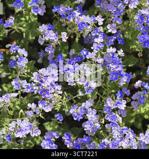 Gamander Ehrenpreis (Veronica chamaedrys), Maennertreu, Blueten in einem Laubwald, blaue Bluete, Fruehjahr, Wilnsdorf, Nordrhein-Westfalen, Deutschlan Stock Photo