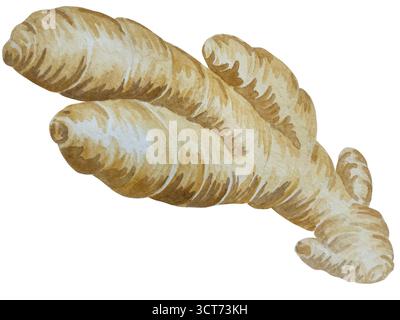 Watercolor illustration of spice ginger, half, leaves and slices. Hand-drawn illustration isolated on white background. Ginger root for food design Stock Photo
