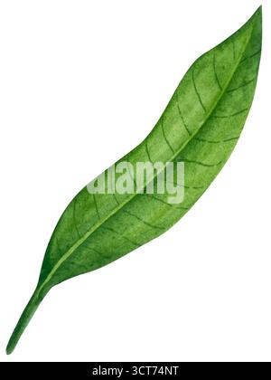 Watercolor illustration of spice ginger, half, leaves and slices. Hand-drawn illustration isolated on white background. Ginger root for food design Stock Photo