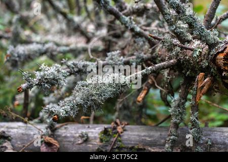 Close up of reindeer lichen (Cladonia rangiferina) growing densely on fallen branches in a forest environment Stock Photo