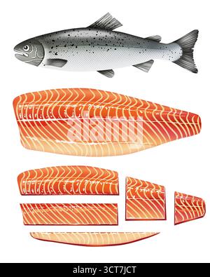 Detailed vector illustration set of Atlantic Salmon. The graphic includes a whole fresh salmon fish and various stages of fillet cuts, showing the ric Stock Vector