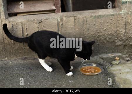 A black and white stray cat eats wet food outdoors on the street. High quality photo Stock Photo