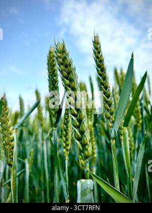 A close up photograph of some wheat in a field before harvest in Norfolk, UK Stock Photo