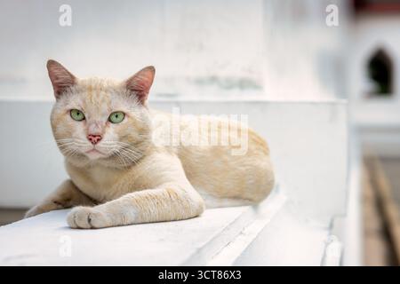 White temple cat, Bangkok, Thailand Stock Photo