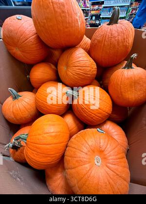 Heap of small orange pumpkins piled in a large cardboard box at a grocery store or farmer's market in New Orleans, Louisiana, USA. Stock Photo