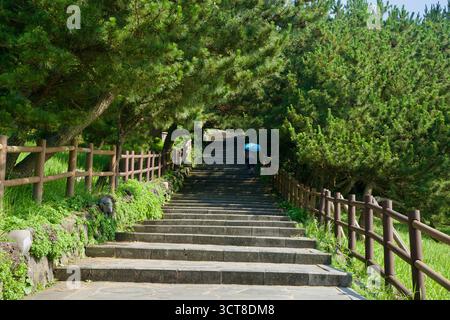 Shaded stone steps climb through dense pines on the trail up Seongsan Ilchulbong, with wooden railings lining the route and offering a cooler, steady Stock Photo