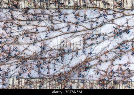 Dried climbing vines with blueberries on wall. Wall covered with dried vines and clusters of blueberries, creating a natural textured background with Stock Photo