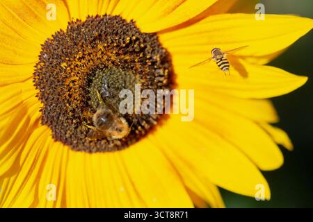 A bee and hoverfly forage on a bright yellow sunflower, highlighting the importance of pollinators in an English garden Stock Photo