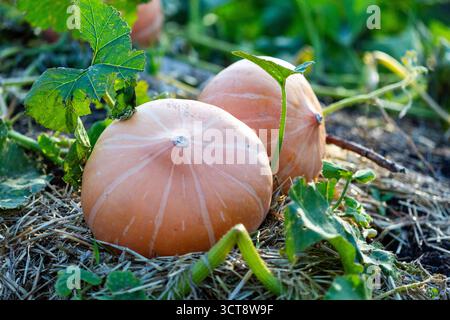 Ripe pumpkins grow in a vegetable garden during autumn, resting on straw among green leaves as harvest season approaches. Stock Photo