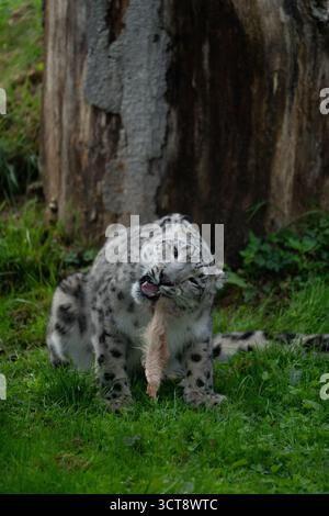 Snow leopard grooming in natural woodland habitat Stock Photo
