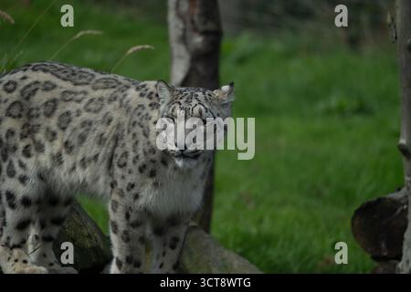 Snow leopard with distinctive spotted coat in natural enclosure Stock Photo