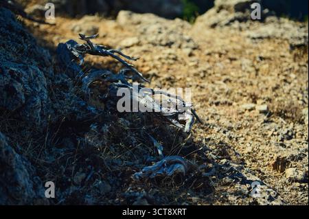 A dry, rocky desert scene featuring a weathered, twisted branch and sparse vegetation under bright sun. Textures of stone, sand, and bark convey harsh Stock Photo