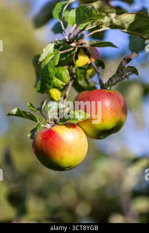 Ripe red and green apples hang from a branch in a traditional English orchard, glowing in warm autumn sunshine. Stock Photo