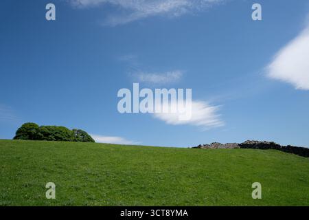 Rolling green field with dry stone wall and trees under blue sky with wispy white clouds Stock Photo