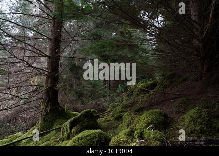 Moss-covered rocks and fallen logs in atmospheric Scottish woodland Stock Photo