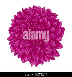 beautiful flower dahlia isolated on white background Stock Vector