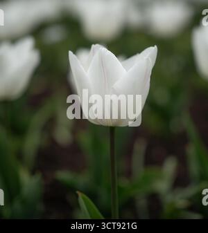 Single white tulip bloom with soft pink veining in spring garden Stock Photo