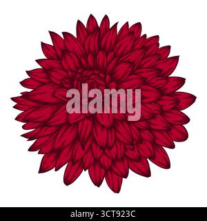 beautiful flower dahlia isolated on white background Stock Vector