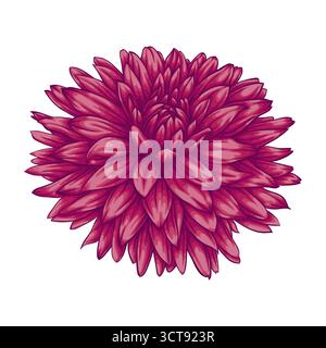 beautiful flower dahlia isolated on white background Stock Vector