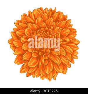 beautiful flower dahlia isolated on white background Stock Vector