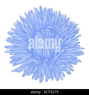 Beautiful flower aster isolated on white background Stock Vector