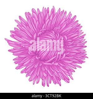 Beautiful flower aster isolated on white background Stock Vector