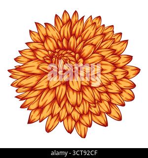 beautiful flower dahlia isolated on white background Stock Vector