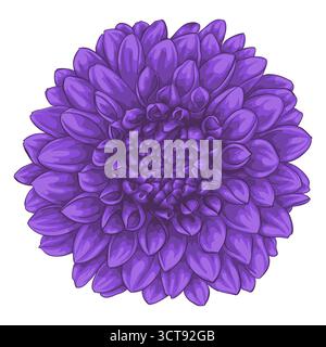 beautiful flower dahlia isolated on white background Stock Vector