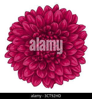 beautiful flower dahlia isolated on white background Stock Vector