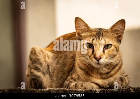 A curious domestic cat sitting on a soft surface, gazing directly at the camera with bright eyes and a focused gaze, perfect for a pet-related blog Stock Photo