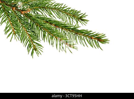 Spruce branch isolated on white background. Fir tree branch. Spruce branch. Christmas fir. Stock Photo