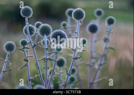 Blue Thistle (Echinops) Buds in a Quiet Field: Close-Up Nature Scene with Soft Focus and Cool Tones Stock Photo