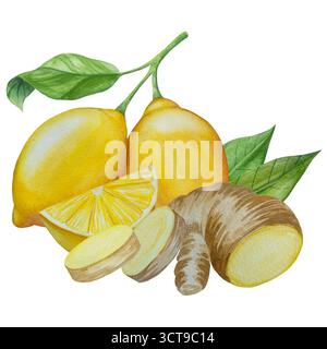 Watercolor illustration of spice ginger, half, leaves and slices. Hand-drawn illustration isolated on white background. Ginger root for food design Stock Photo