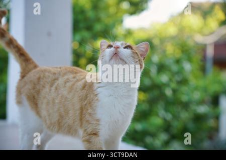 Curious orange and white cat looking up at the trees in a sunny outdoor garden setting Stock Photo