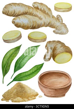 Watercolor illustration of spice ginger, half, leaves and slices. Hand-drawn illustration isolated on white background. Ginger root for food design Stock Photo