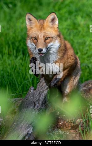 Foraging red fox (Vulpes vulpes) jumping over fallen tree trunk in grassland at edge of forest Stock Photo