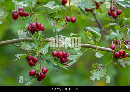 Common hawthorn / whitethorn / one-seed hawthorn / single-seeded hawthorn (Crataegus monogyna) close-up of red haws and leaves in autumn / fall Stock Photo