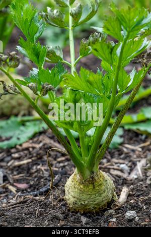 Celeriac / celery root / knob celery / turnip-rooted celery (Apium graveolens var. rapaceum) in vegetable garden in autumn / fall Stock Photo