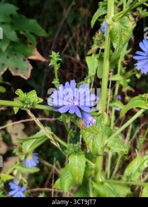 Chicory flowers, Cichorium intybus. Stock Photo
