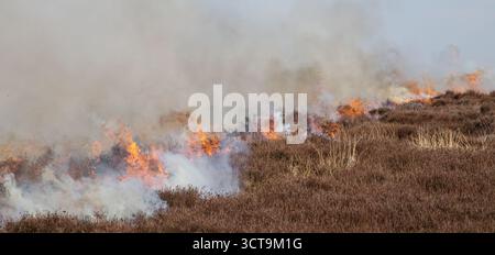 Heather burning on the North York Moors, important grouse moor management. New shoots will grow from the burnt heather and provide food for young bird Stock Photo