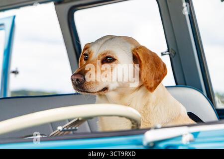 Yellow Labrador retriever sits in the driver's seat of a vintage blue volkswagen van with an open door on a sunny day Stock Photo