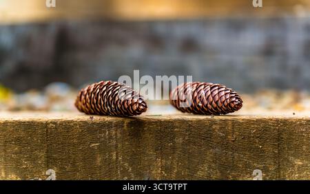 Two brown pinecones on a wooden surface with soft blurred background symbolizing nature, autumn, and forest life Stock Photo